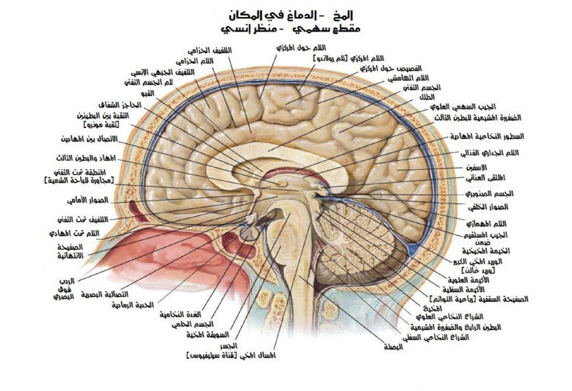 أطلس التشريح البشري Pdf