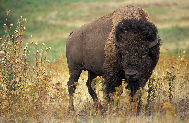 American_bison