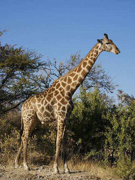 Giraffa