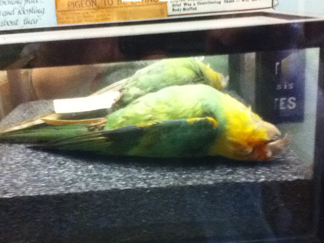 carolina parakeet 1