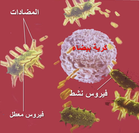 difa2