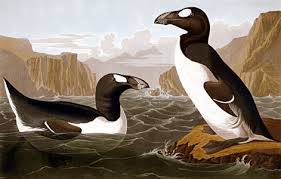 great auk 1