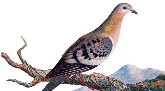 passenger_pigeon 1
