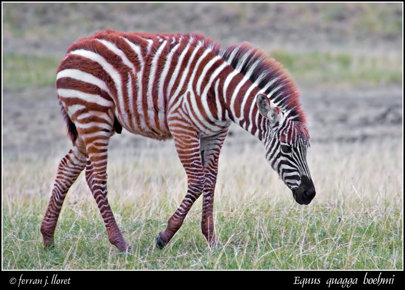 quagga 1