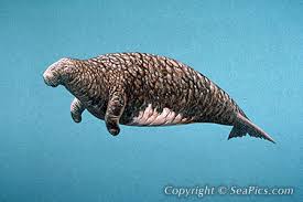 steller's sea cow 1