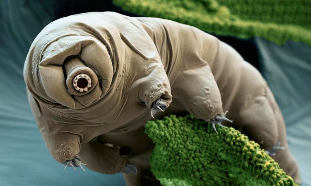 tardigrade